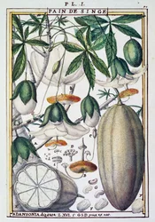 Delahayen baobabpuun (Adansonia digitata) hedelmät ja kukat, Florindie tai Historie physico-economic des Vegetaux de la Torride