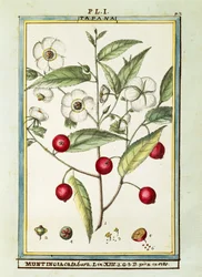 Jamaikan kirsikka (Muntingia calabura), Delahayen akvarelli