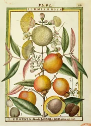 Malabar-luumu tai ruusuomena (Eugenia Jambos tai Syzygium Jambos), akvarelli Delahaye