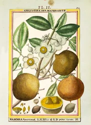 Mammee-omena (Mammea americana), Delahayen akvarelli.
