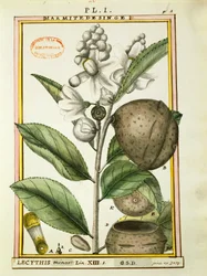 Monkey pot Nut (lecythis minor), vesiväri Delahaye
