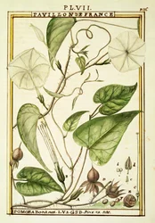 Moonflower tai Moon vine (Ipomoea Alba), akvarelli Delahaye