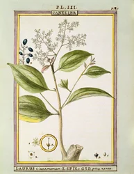 True Cinnamon (Cinnamomum Verum), Delahayen akvarelli