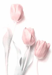Vaaleanpunaiset tulppaanit