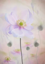 Unelmainen pastellivärinen anemoni