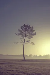 Puu tiellä, 2016 (digitaalinen valokuva)