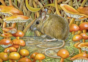 sienestys