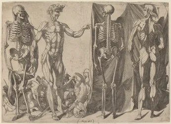 Skeletons and Flayed, c. 1540-1545.