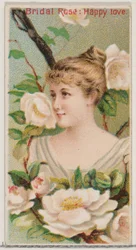 Morsiusruusu: Hyvää rakkautta, sarjasta Floral Beauties and Language of Flowers N75 for..., 1892.