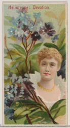 Heliotrope: Devotion, sarjasta Floral Beauties and Language of Flowers N75 for Du..., 1892.
