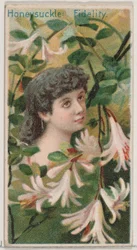 Honeysuckle: Fidelity, sarjasta Floral Beauties and Language of Flowers N75 for D..., 1892.