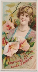 Morning Glories: Bonds of Affection, sarjasta Floral Beauties and Language of Flowe..., 1892.