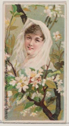 Orange Blossom: Maidenly Reserve, sarjasta Floral Beauties and Language of Flowers ..., 1892.