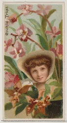 Orchid: Trust, sarjasta Floral Beauties and Language of Flowers N75 for Duke bran..., 1892.