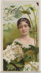 Lumipallo: Taivaan ajatuksia sarjasta Kukkakauneus ja Kukkien kieli N75..., 1892.