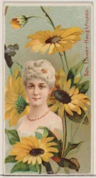 Auringonkukka: Ylpeys, sarjasta Floral Beauties and Language of Flowers N75 ..., 1892.