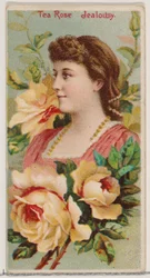 Tea Rose: Kateus, sarjasta Floral Beauties and Language of Flowers N75 for Duke..., 1892.