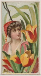 Tulppaani: Rakkauden julistus, sarjasta Floral Beauties and Language of Flowers N75..., 1892.
