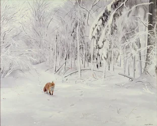 Kettu syvässä lumessa