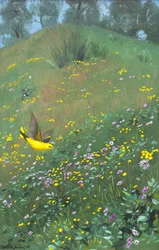 Golden Oriel kevätkukissa