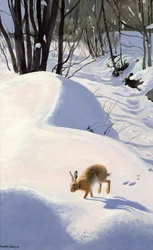 Jänis lumessa