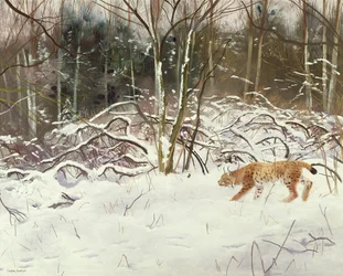 Ilves ja jänis
