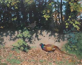 Fasaani pölyttymässä syksyn auringossa, 2000 (öljy kartongille)