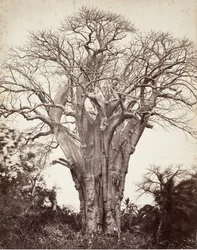 Baobab Mohelissa, 1863.