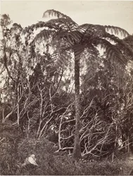 Saniainen, 1863.