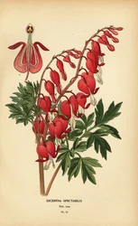 Aasialainen verenvuoto sydän, Lamprocapnos spectabilis.