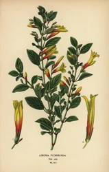 Brasilian fuksia, Justicia floribunda (Libonia floribunda). Kromolitografia Desire Bois
