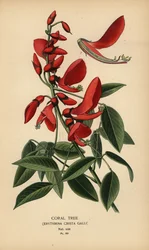 Korallipuu, Erythrina crista-galli.