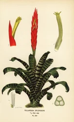 Liekki miekka, Vriesea splendens (Tillandsia splendens). Kromolitografia B. Herincqin kuvituksesta Edward Stepin Favourite Flowers of Garden and Greenhouse -teoksesta, Frederick Warne, Lontoo