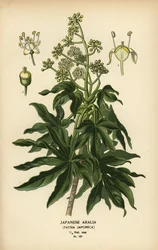 Japanilainen aralia tai kiiltävälehtinen paperikasvi, Fatsia japonica.