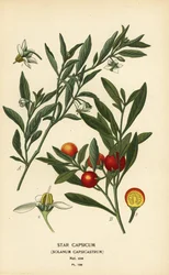 Jerusalemin kirsikka, Solanum pseudocapsicum var. diflores