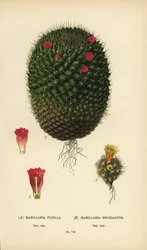Mammillaria prolifera ja Mammillaria rhodantha.
