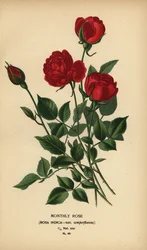 Kuukausiruusu, Rosa chinensis var. semperflorens.