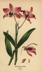 Noble dendrobium orkidea, Dendrobium nobile. Kromolitografia Desire Bois