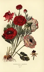 Persialainen leinikki, Ranunculus asiatica.