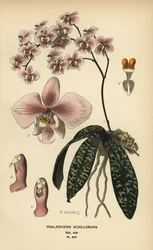 Phalaenopsis schilleriana orkidea. Kromolitografia B. Herincqin kuvituksesta Edward Stepin Favourite Flowers of Garden and Greenhouse -teoksesta, Frederick Warne, Lontoo