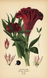 Töyhtöinen kukonharja tai hopeinen kukonharja, Celosia argentea (kukonharja, Celosia cristata). Kromolitografia Désiré Boisin kuvituksen mukaan Edward Stepin teoksesta Favourite Flowers of Garden and Greenhouse, Frederick Warne, Lontoo