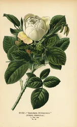 Ruusuparonitar Rothschild, ikuinen hybridi.