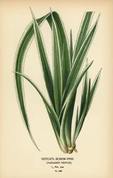 Tahitin ruuvipinta, Pandanus tectorius (Veitchin ruuvimänty, Pandanus veitchii). Kromolitografia Desire Bois