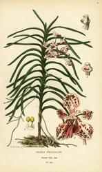 Vanda kolmivärinen orkidea. Kromolitografia B. Herincqin kuvituksesta Edward Stepin Favourite Flowers of Garden and Greenhouse -teoksesta, Frederick Warne, Lontoo