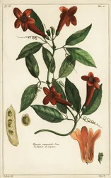 Valkosipuliköynnös, Bignonia equinoctialis, Linn