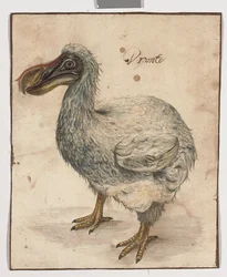 A Dodo (jälkiä mustaa liitua, w/c:tä ja arabikumia ruskeilla pesukehysviivoilla)
