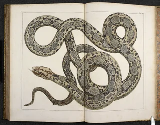 Python, 