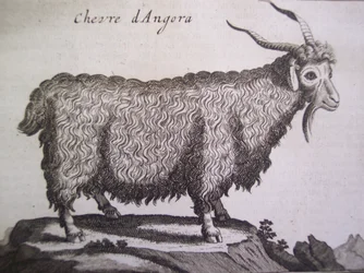 Angoravuohi, Joseph Pitton de Tournefortin teoksesta Relation dun Voyage du Levant, Amsterdam, 1718