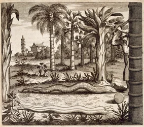 Kivikäärme, Kiinasta Kuvittanut Athanasius Kircher (1601-80) 1667