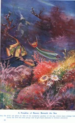 Kauneuden paratiisi meren alla, kuvitus teoksesta "Wonders of Land and Sea", julkaisija Cassell, Lontoo, 1914